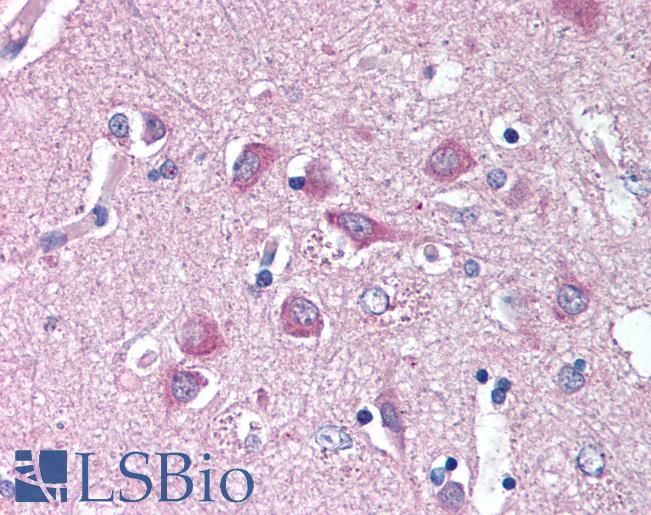 Anti-WNT9A antibody LS-A9616 IHC of human brain, cortex. Immunohistochemistry of formalin-fixed, paraffin-embedded tissue after heat-induced antigen retrieval.
