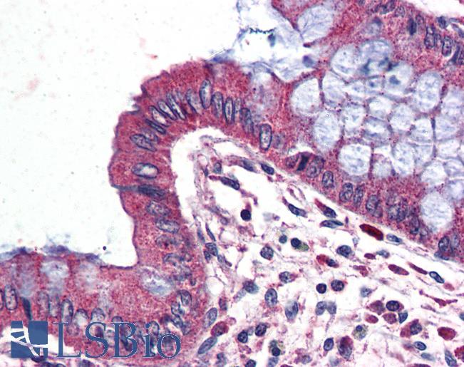 Anti-WNT9A antibody LS-A9615 IHC of human colon. Immunohistochemistry of formalin-fixed, paraffin-embedded tissue after heat-induced antigen retrieval.