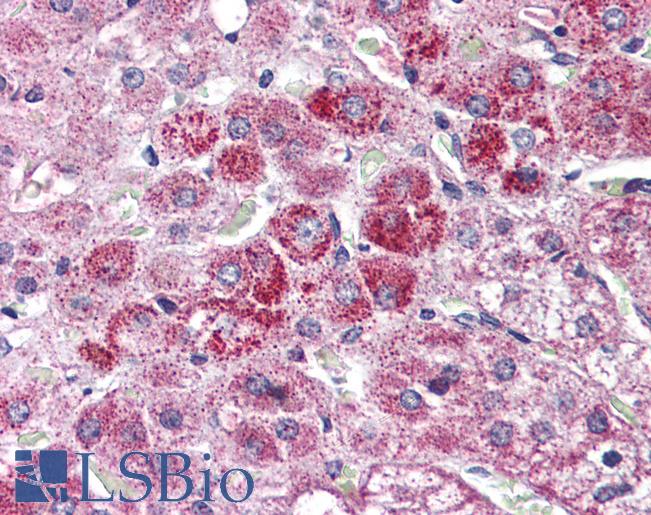 Anti-WNT9A antibody LS-A9615 IHC of human adrenal. Immunohistochemistry of formalin-fixed, paraffin-embedded tissue after heat-induced antigen retrieval.