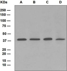 Western blot analysis on (A) LnCaP, (B) HepG2, (C) Raji, and (D) 293T cell lysates using anti-WNT16 antibody.