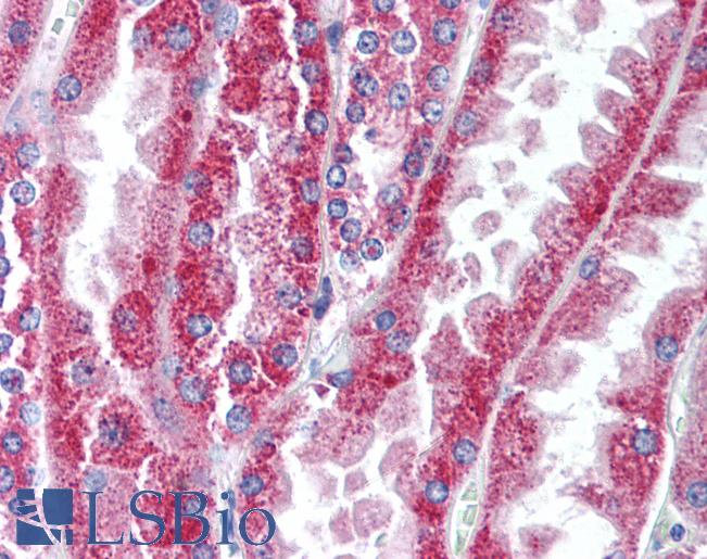 Anti-WNT16 antibody LS-A9629 IHC of human kidney. Immunohistochemistry of formalin-fixed, paraffin-embedded tissue after heat-induced antigen retrieval.