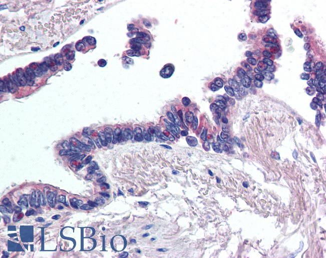 Anti-WNT2 antibody LS-A9607 IHC of human lung, respiratory epithelium. Immunohistochemistry of formalin-fixed, paraffin-embedded tissue after heat-induced antigen retrieval.