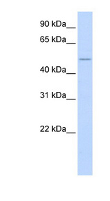 WNT2B antibody LS-B4585 Western blot of Transfected 293T cell lysate.
