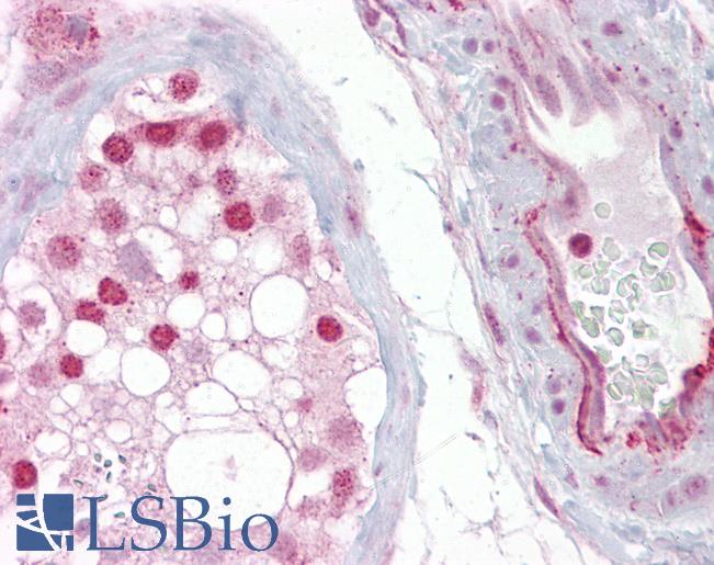 Anti-WNT2B antibody IHC of human testis. Immunohistochemistry of formalin-fixed, paraffin-embedded tissue after heat-induced antigen retrieval. Antibody LS-B6820 concentration 5 ug/ml.