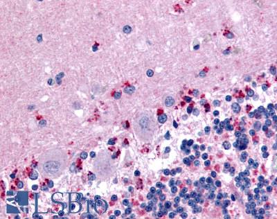 Anti-WNT2B antibody LS-A8734 IHC of human brain, cerebellum. Immunohistochemistry of formalin-fixed, paraffin-embedded tissue after heat-induced antigen retrieval.