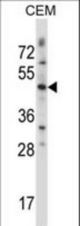 WNT3 Antibody western blot of CEM cell line lysates (35 ug/lane). The WNT3 antibody detected the WNT3 protein (arrow).