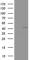 HEK293T cells were transfected with the pCMV6-ENTRY control (Left lane) or pCMV6-ENTRY WNT3 (Right lane) cDNA for 48 hrs and lysed. Equivalent amounts of cell lysates (5 ug per lane) were separated by SDS-PAGE and immunoblotted with anti-WNT3.