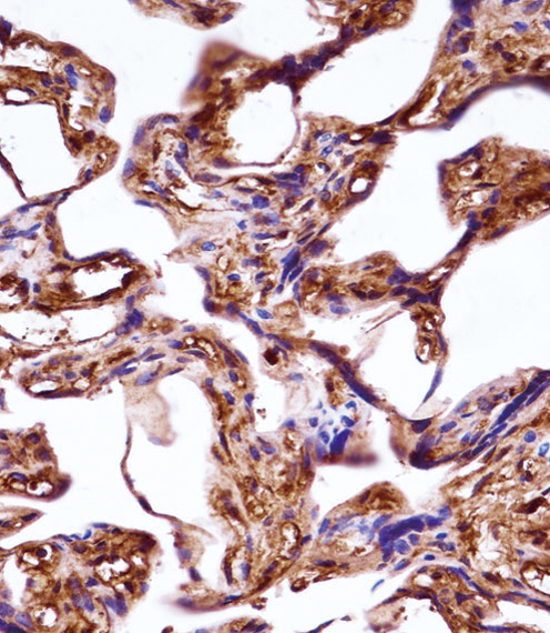 WNT3A Antibody immunohistochemistry of formalin-fixed and paraffin-embedded human placenta tissue followed by peroxidase-conjugated secondary antibody and DAB staining.