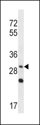 WNT3A Antibody western blot of NCI-H292 cell line lysates (35 ug/lane). The WNT3A antibody detected the WNT3A protein (arrow).