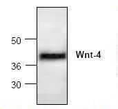 Western blot of WNT4 antibody LS-C48530.