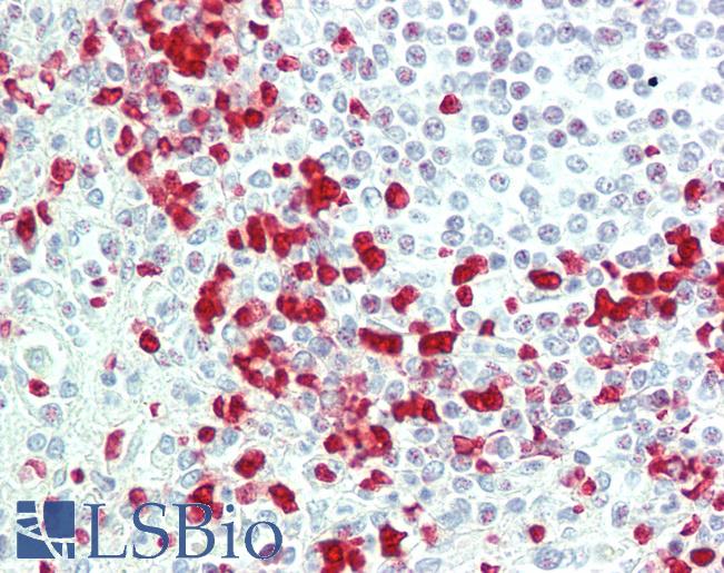 Anti-WNT4 antibody IHC staining of human spleen. Immunohistochemistry of formalin-fixed, paraffin-embedded tissue after heat-induced antigen retrieval. Antibody LS-B10945 dilution 1:100.
