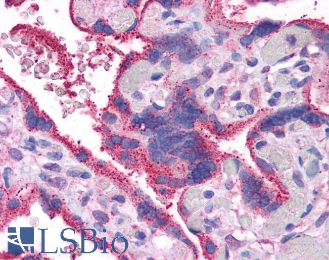 Anti-WNT5A antibody IHC of human placenta. Immunohistochemistry of formalin-fixed, paraffin-embedded tissue after heat-induced antigen retrieval. Antibody LS-B4565 concentration 5 ug/ml.