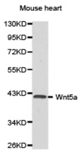 Western blot of extracts of mouse heart cell lines, using Wnt5a antibody.