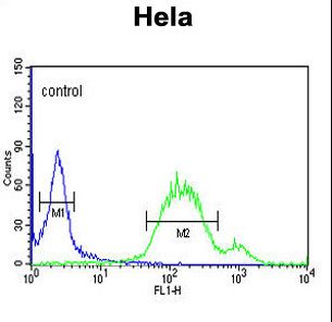 WNT5A Antibody flow cytometry of HeLa cells (right histogram) compared to a negative control cell (left histogram). FITC-conjugated goat-anti-rabbit secondary antibodies were used for the analysis.