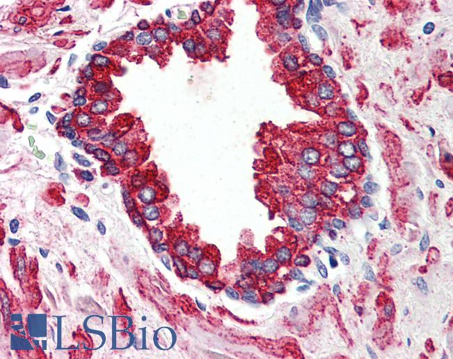 Anti-WNT5B antibody LS-A8729 IHC of human prostate. Immunohistochemistry of formalin-fixed, paraffin-embedded tissue after heat-induced antigen retrieval.