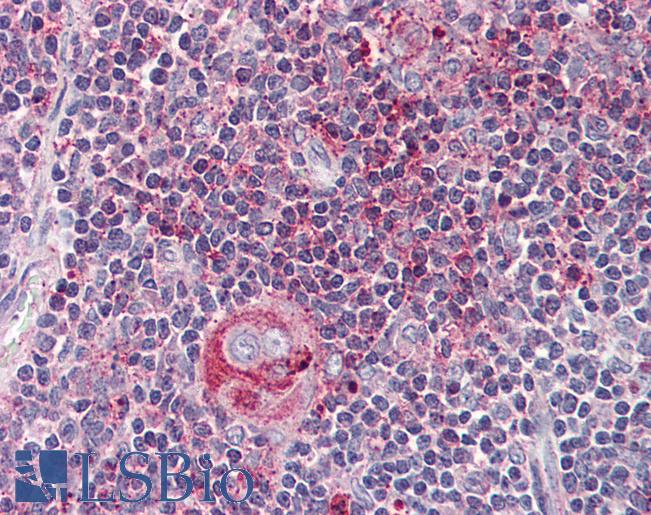 Anti-WNT5B antibody LS-A8729 IHC of human thymus. Immunohistochemistry of formalin-fixed, paraffin-embedded tissue after heat-induced antigen retrieval.