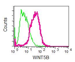 Flow cytometry of permeabilized HepG2 cells using anti-WNT5B antibody (red)or a rabbit IgG (negative) (green).