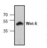 Western blot of WNT6 antibody LS-C146928.