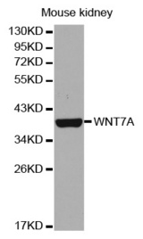 Western blot analysis of extracts of mouse kidney cell lines, using WNT7A antibody.