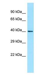 WNT8A antibody Western Blot of THP-1.