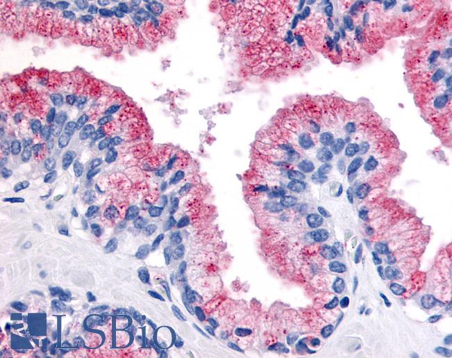 Anti-WNT8A antibody LS-A8746 IHC of human prostate. Immunohistochemistry of formalin-fixed, paraffin-embedded tissue after heat-induced antigen retrieval.
