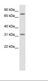 Fetal brain Lysate