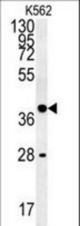 WNT8B Antibody western blot of K562 cell line lysates (35 ug/lane). The WNT8B antibody detected the WNT8B protein (arrow).