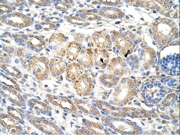 WNT9B antibody LS-C30860 was used in IHC to stain formalin-fixed, paraffin-embedded human kidney.