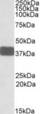 WNT9B antibody (0.3 ug/ml) staining of Human Brain Cerebellum lysate (35 ug protein in RIPA buffer). Primary incubation was 1 hour. Detected by chemiluminescence.