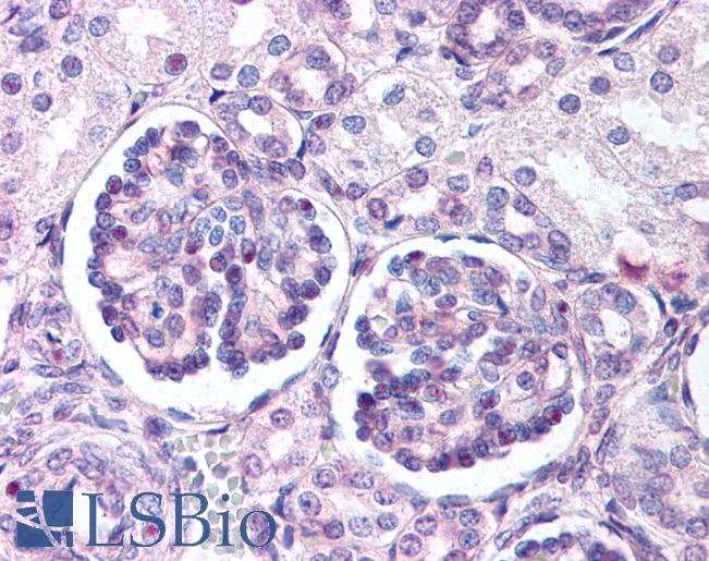 Anti-WNT9B antibody LS-A9079 IHC of human fetal kidney. Immunohistochemistry of formalin-fixed, paraffin-embedded tissue after heat-induced antigen retrieval.