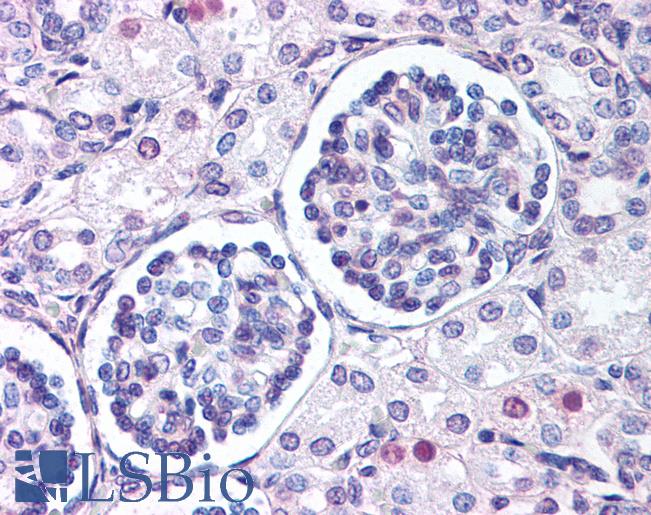 Anti-WNT9B antibody LS-A9080 IHC of human fetal kidney. Immunohistochemistry of formalin-fixed, paraffin-embedded tissue after heat-induced antigen retrieval.