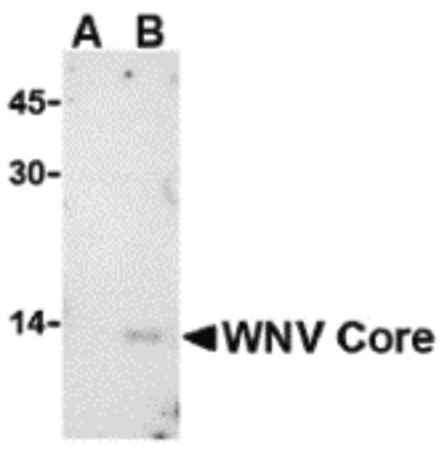 Western blot of WNV Core in (A) untransfected or (B) transfected HeLa lysate with WNV Core antibody at 1 ug/ml.
