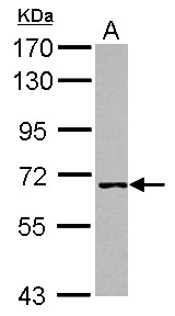 Sample (30 ug of whole cell lysate) A: A431 7.5% SDS PAGE WRNIP1 / WHIP antibody diluted at 1:1000