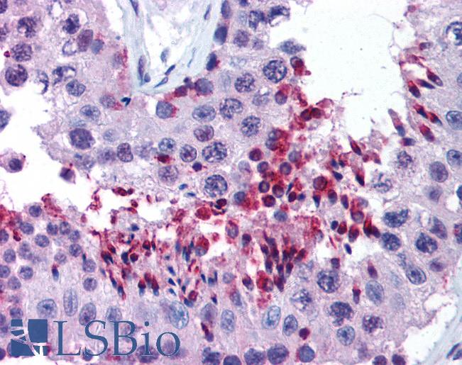 Anti-WRNIP1 / WHIP antibody IHC of human testis. Immunohistochemistry of formalin-fixed, paraffin-embedded tissue after heat-induced antigen retrieval. Antibody LS-B683 concentration 3 ug/ml.