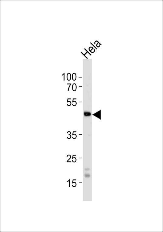Western blot of lysate from HeLa cell line, using WSB2 Antibody. Antibody was diluted at 1:1000 at each lane. A goat anti-rabbit IgG H&L (HRP) at 1:5000 dilution was used as the secondary antibody. Lysate at 35ug per lane.