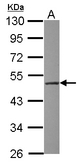 Sample (30 ug of whole cell lysate) A: HCT116 10% SDS PAGE WSB2 antibody diluted at 1:1000