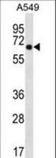 WSCD2 Antibody western blot of A549 cell line lysates (35 ug/lane). The WSCD2 antibody detected the WSCD2 protein (arrow).
