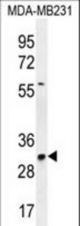 TNFAIP8L3 Antibody western blot of MDA-MB231 cell line lysates (35 ug/lane). The TNFAIP8L3 antibody detected the TNFAIP8L3 protein (arrow).