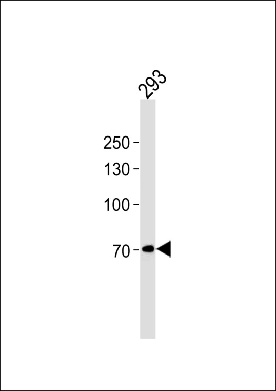 POU6F2 Antibody western blot of 293 cell line lysates (35 ug/lane). The POU6F2 antibody detected the POU6F2 protein (arrow).