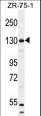 WWC1 Antibody western blot of ZR-75-1 cell line lysates (35 ug/lane). The WWC1 antibody detected the WWC1 protein (arrow).
