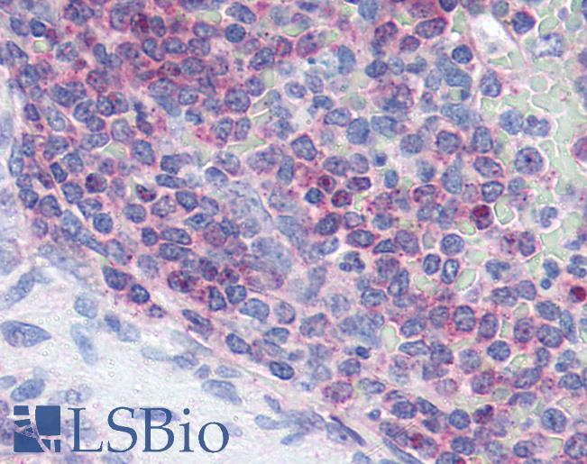 Anti-XCR1 antibody LS-A158 IHC of human spleen. Immunohistochemistry of formalin-fixed, paraffin-embedded tissue after heat-induced antigen retrieval.