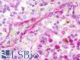 Anti-XCR1 antibody LS-A156 IHC of human spleen. Immunohistochemistry of formalin-fixed, paraffin-embedded tissue after heat-induced antigen retrieval.