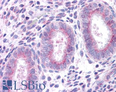Anti-XCR1 antibody LS-A159 IHC of human uterus. Immunohistochemistry of formalin-fixed, paraffin-embedded tissue after heat-induced antigen retrieval.