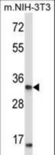 XPA Antibody western blot of mouse NIH-3T3 cell line lysates (35 ug/lane). The XPA antibody detected the XPA protein (arrow).
