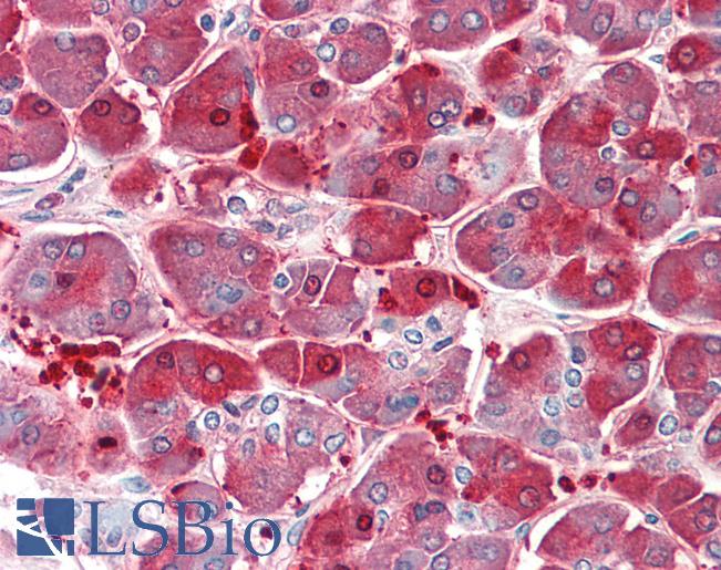 Anti-XPNPEP1 / Aminopeptidase P antibody IHC staining of human pancreas. Immunohistochemistry of formalin-fixed, paraffin-embedded tissue after heat-induced antigen retrieval. Antibody LS-B10303 concentration 5 ug/ml.
