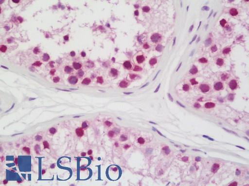 Anti-XPO1 / CRM1 antibody IHC staining of human testis. Immunohistochemistry of formalin-fixed, paraffin-embedded tissue after heat-induced antigen retrieval. Antibody LS-B11039 dilution 1:100.