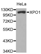Western blot analysis of extracts of HeLa cell line, using XPO1 antibody.