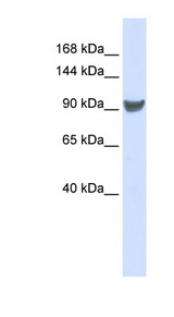 XPO1 / CRM1 antibody LS-C110522 Western blot of 293T cell lysate.
