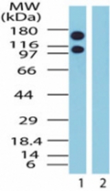 Western blot of Exportin-1 in Jurkat cell lysate in the 1) absence and 2) presence of immunizing peptide using antibody at 1.5 ug/ml.