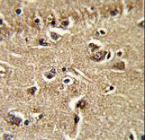 Formalin-fixed and paraffin-embedded human brain tissue reacted with XPOT Antibody , which was peroxidase-conjugated to the secondary antibody, followed by DAB staining. This data demonstrates the use of this antibody for immunohistochemistry; clinical relevance has not been evaluated.